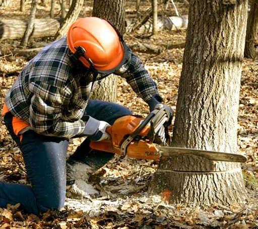 Tree Removal in Tunnelton, WV